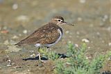 Common Sandpiper